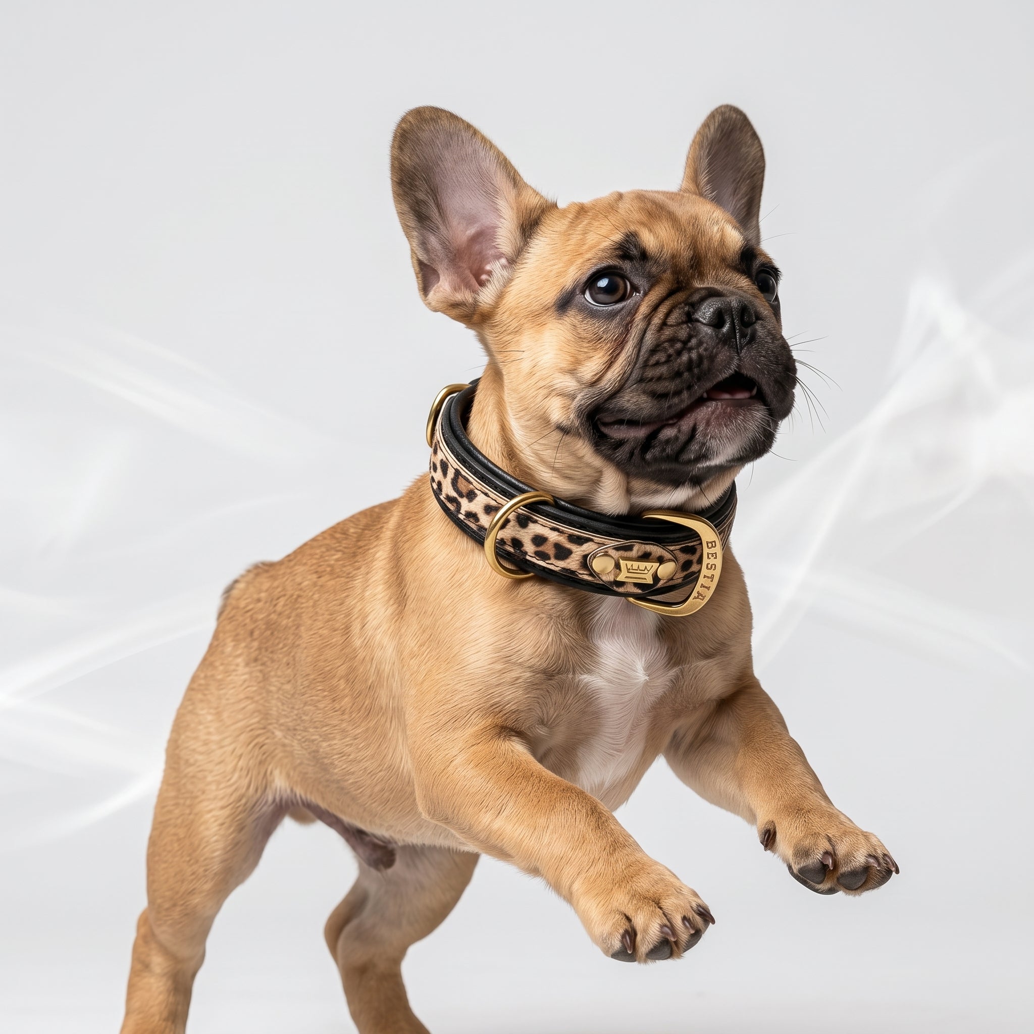 The Leopard Puppy Collar