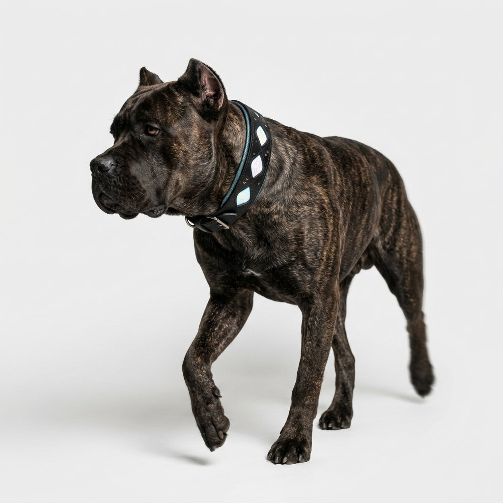 The Avatar Collar