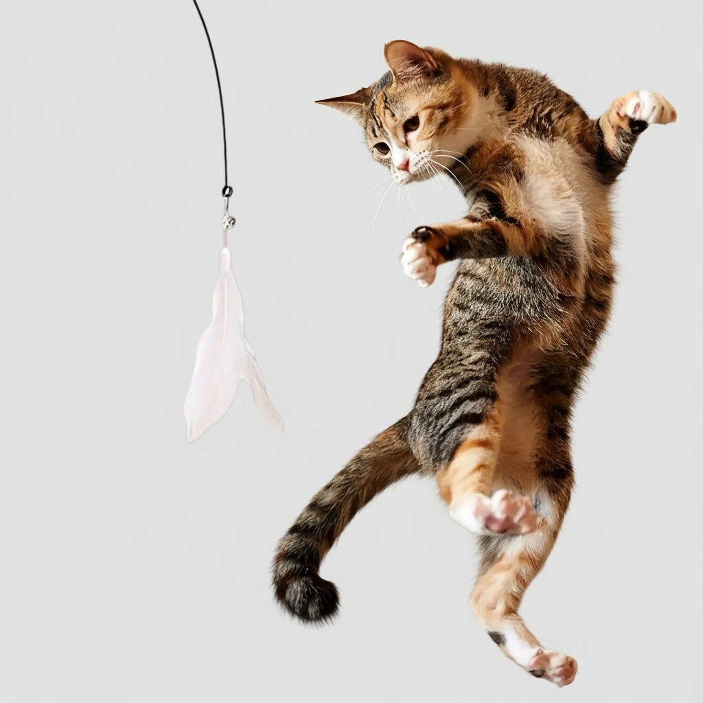 Cat playing with a dangling white feather toy against a neutral background